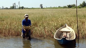 ĐBSCL chủ động ứng phó với mặn xâm nhập trong mùa khô (06/01/2022)